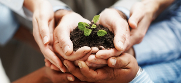 Business development - Closeup of hands holding seedling in a group